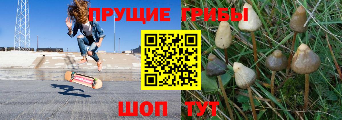 Псилоцибиновые грибы GOLDEN TEACHER Владивосток